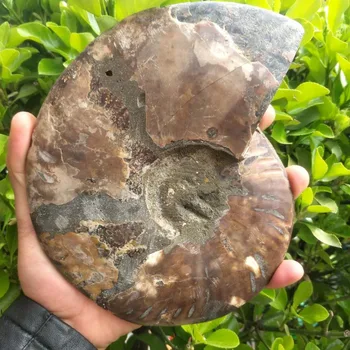 De dimensiuni mari madagascar fosile irizate amonit pietre naturale si minerale-specimen frumos cadou de Craciun 400-500g
